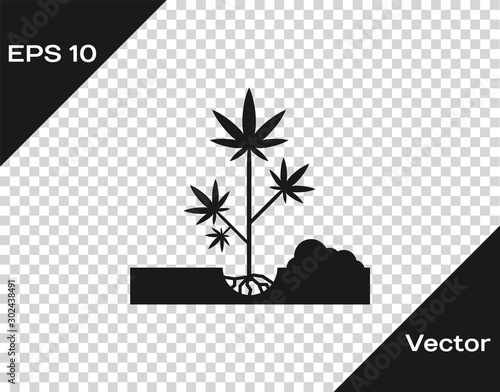 Grey Planting marijuana or cannabis plant in the ground icon isolated on transparent background. Marijuana growing concept. Hemp symbol. Vector Illustration
