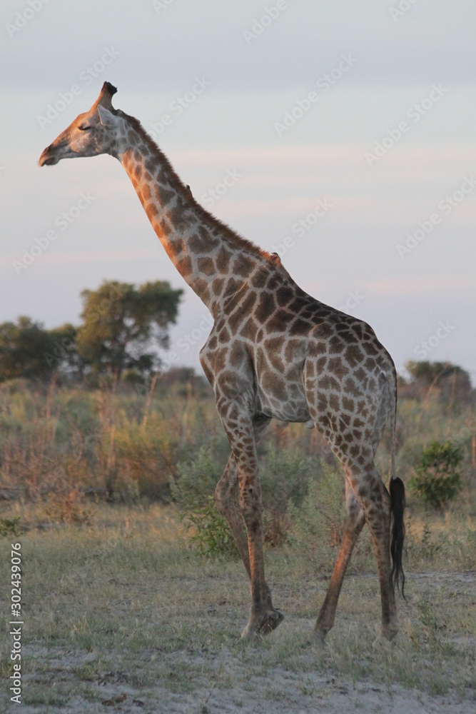Obraz premium Girafe