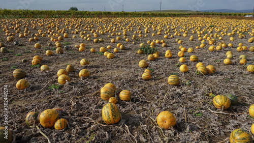Pumpkins' field in autum