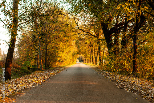 Pathway in the colorful autumn forest