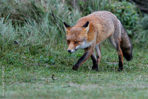Red Fox in the dunes of the Amsterdam water supply area near the village of Zandvoort © henk bogaard