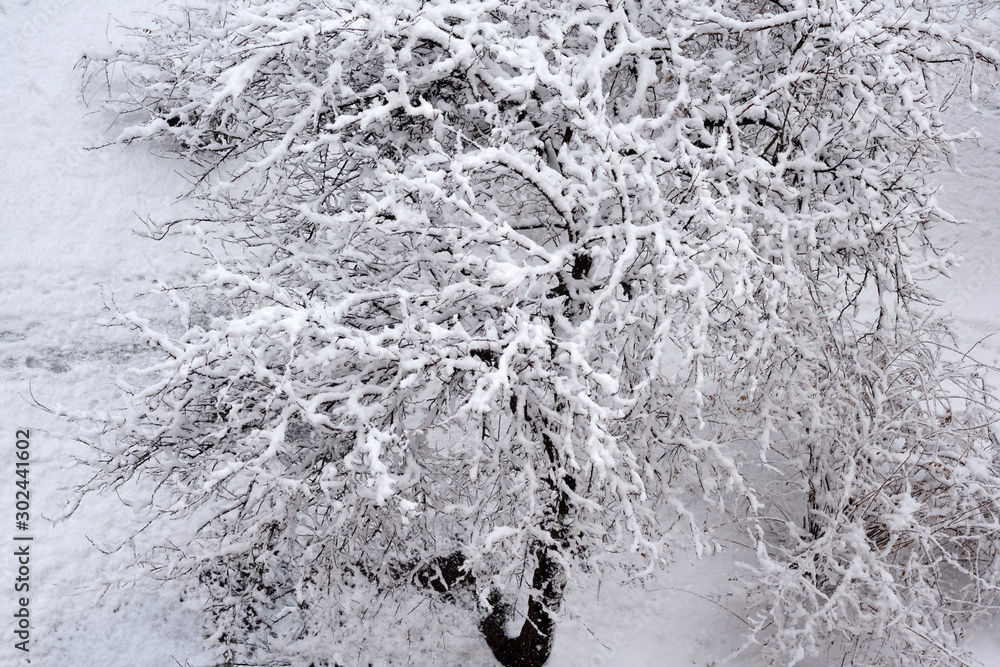 Trees in the snow close-up. Winter has come. Trees in the snow close-up. Winter has come.