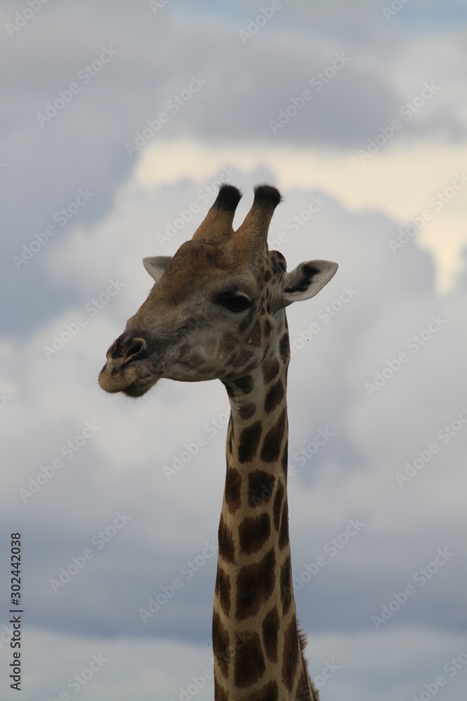 Obraz premium Girafe