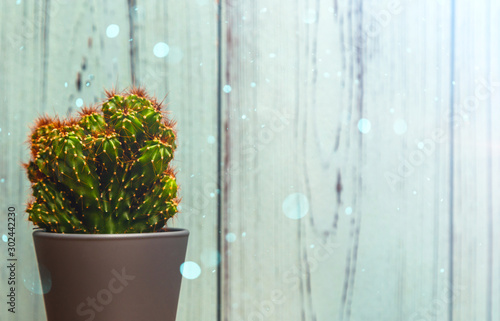 cactus in a pot on a blue wooden background