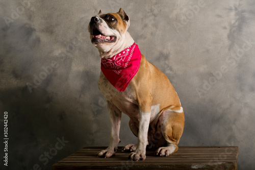 Fototapeta Naklejka Na Ścianę i Meble -  Portrait of a pit bull breed dog sitting on a wooden bench