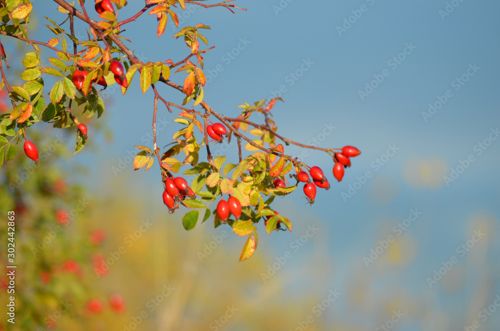 Autumn briar rose fruits on the unfocused background. Autumn briar rose fruits on the unfocused background.