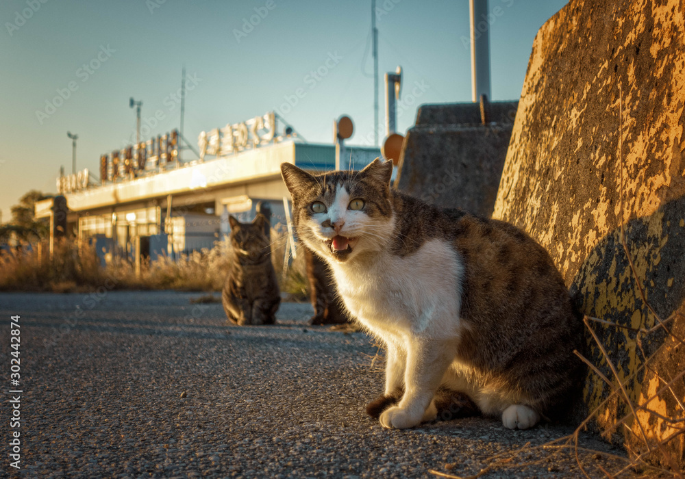 滋賀県彦根市の彦根港に集まる猫たち Stock Photo Adobe Stock