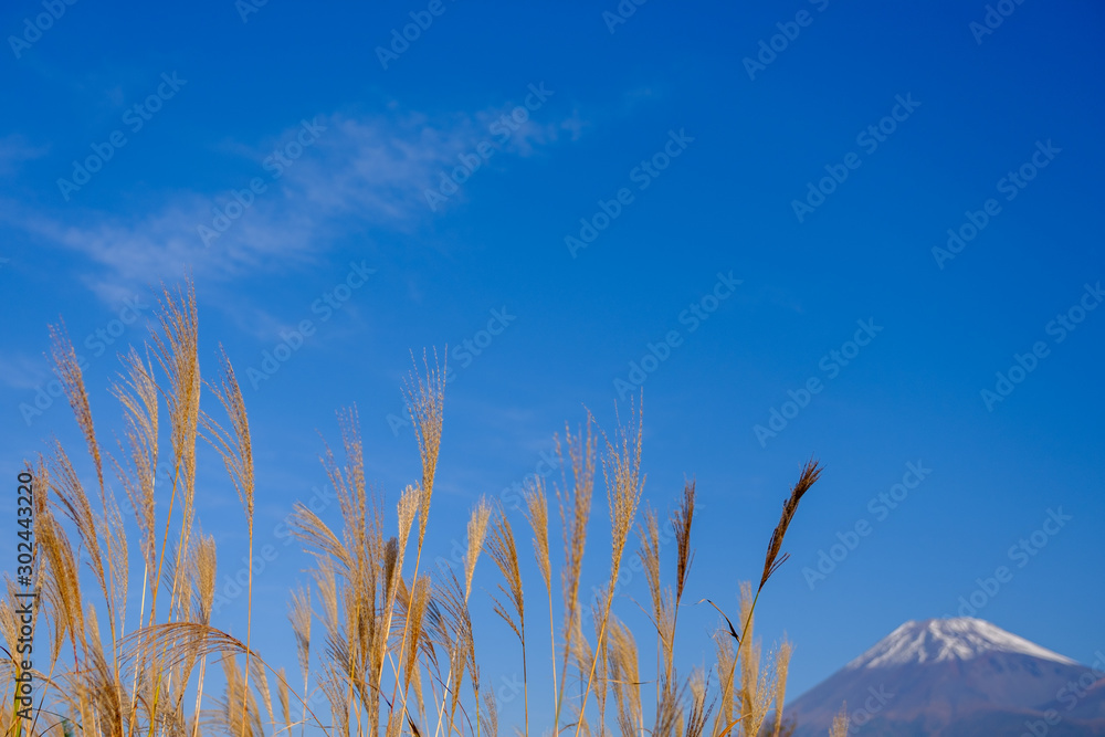 Fototapeta premium ススキと富士山