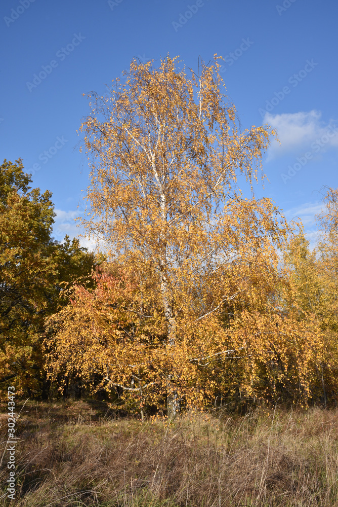 Landscape with colorful autumn birch tree, Poland. 