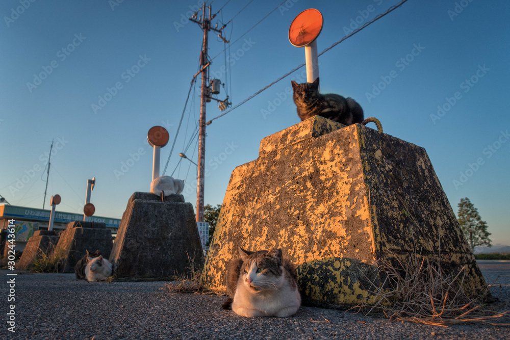 滋賀県彦根市の彦根港に集まる猫たち Stock Photo Adobe Stock