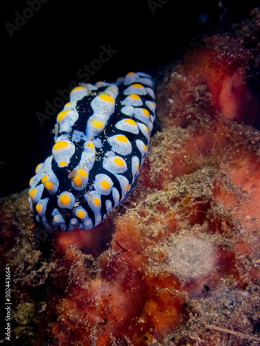 Nudibranch (Swollen Phyllidia, Phyllidia Varicosa) in Anilao, Batangas, Philippines. Underwater photography and marine life. photo