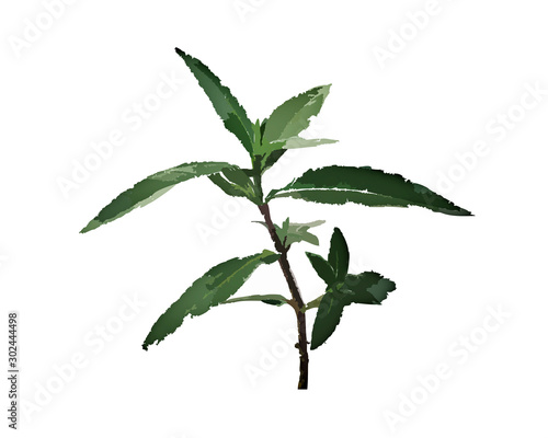 branch with green leaves isolated on white background