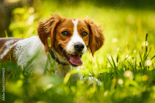Konstfotografi Epagneul Breton, spaniel breton, Brittany Spaniel, Bretonischer Spaniel lying in grass hidding from summer sun