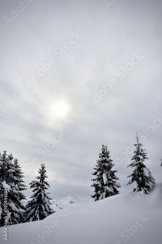  trees in the snow in the winter sun on a slope in the alps © Alexander