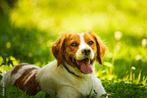 Bilde på lerret Epagneul Breton, spaniel breton, Brittany Spaniel, Bretonischer Spaniel lying in grass hidding from summer sun