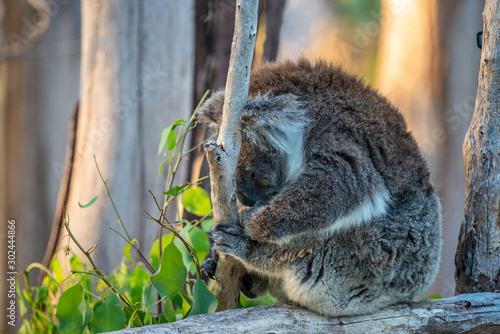 Photography koala in tree