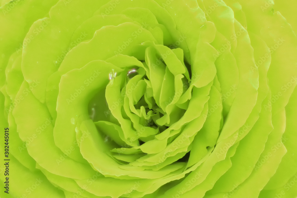 The green background of the petals of a rose, texture closeup The green background of the petals of a rose, texture closeup