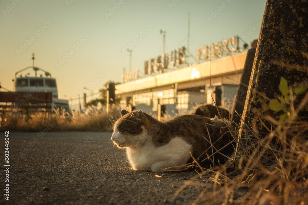 滋賀県彦根市の彦根港で寛ぐ野良猫です Stock Photo Adobe Stock