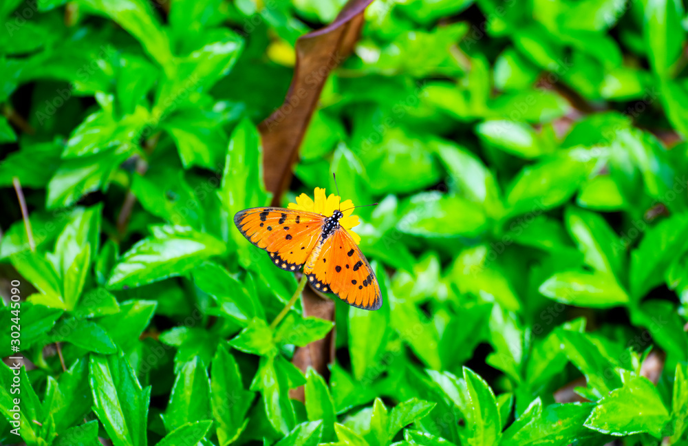 Butterflies on the island twigs , drinking nectar from flowersof the morning look beautiful Butterflies on the island twigs , drinking nectar from flowersof the morning look beautiful