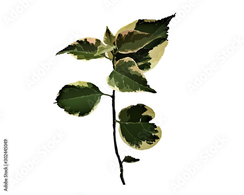branch with green leaves isolated on white