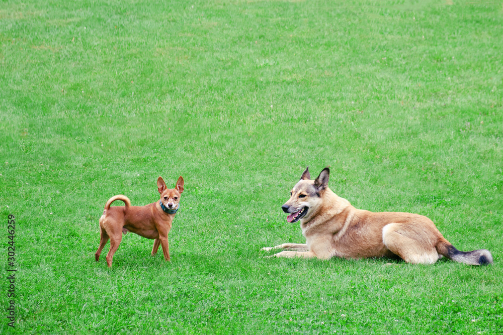 Naklejka premium Friendship of small and large dogs, copy space. Homeless and thoroughbred little dog toy terrier