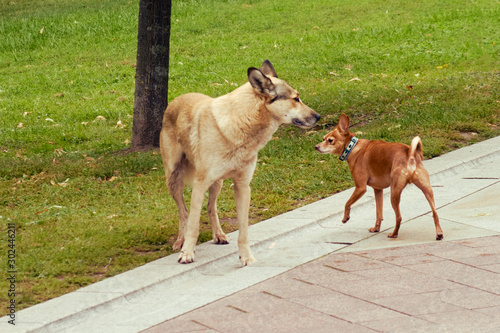 Small and big dog sniff each other. Homeless dog and purebred toy terrier