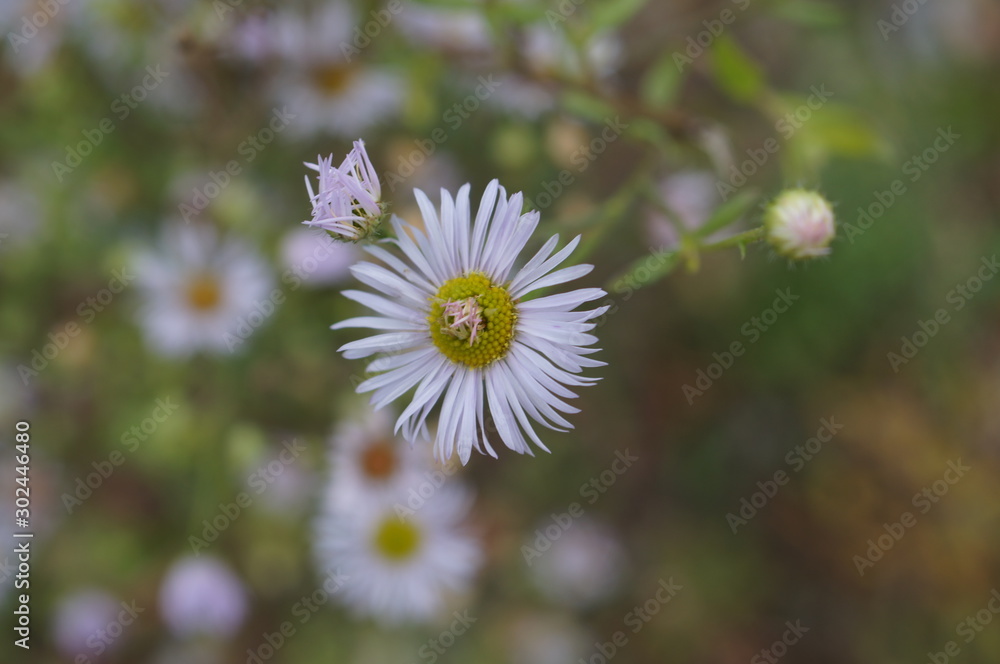 Blumen im Winter,blume, daisy, natur, weiß, sommer, pflanze, frühling