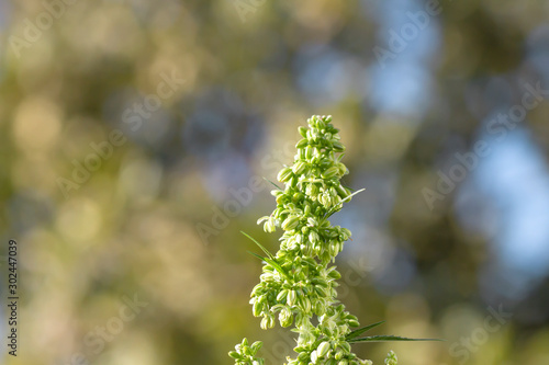 Cannabis male flowers close up photo