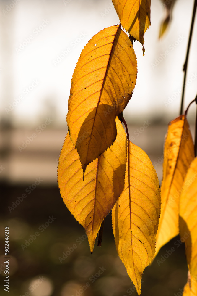 Fall concept. yellow leaves on tree branches blurred background. selective focus. colors of autumn. autumn Park. Fall concept. yellow leaves on tree branches blurred background. selective focus. colors of autumn. autumn Park.
