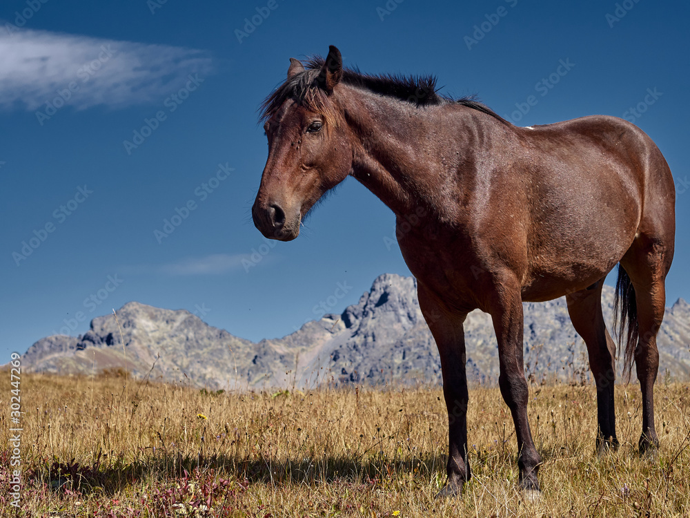 Brown horse standing on highland field with stony peaks of mountain ranges on background; adult mare grazing on autumn pasture; caucasian gorgeous animal in wildlife; eco tourism in nature Brown horse standing on highland field with stony peaks of mountain ranges on background; adult mare grazing on autumn pasture; caucasian gorgeous animal in wildlife; eco tourism in nature