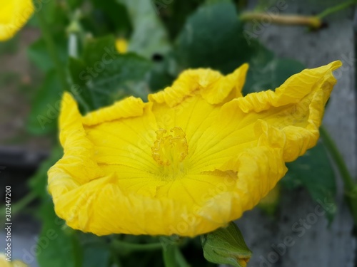 yellow flower in the garden