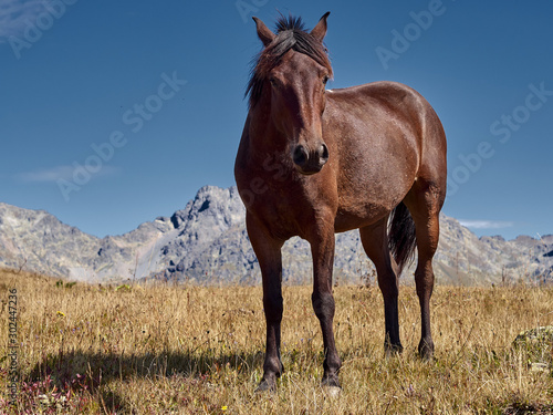 Brown horse standing on highland field with stony peaks of mountain ranges on background  adult mare grazing on autumn pasture  caucasian gorgeous animal in wildlife  eco tourism in nature