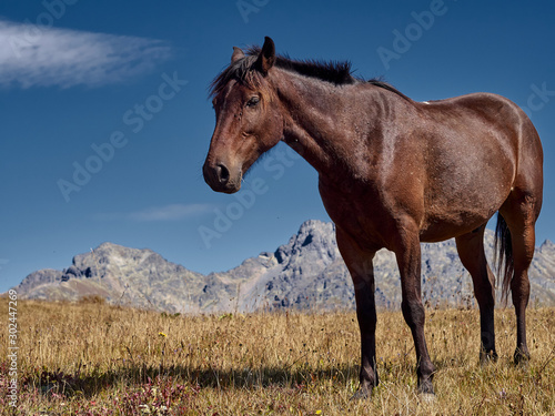 Fototapeta Naklejka Na Ścianę i Meble -  Brown horse standing on highland field with stony peaks of mountain ranges on background; adult mare grazing on autumn pasture; caucasian gorgeous animal in wildlife; eco tourism in nature