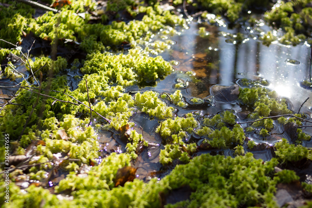 the first spring sprouts under the sun in river