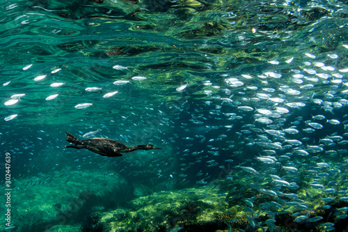 cormorant while fishing underwater in bait ball photo