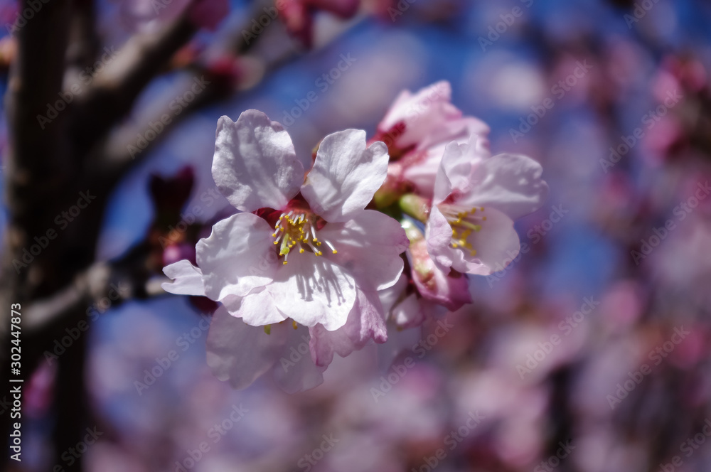 cherry blossoms in the Botanical garden cherry blossoms in the Botanical garden