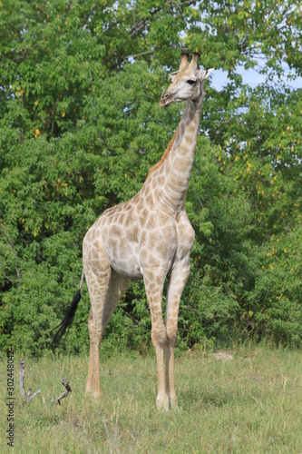 Girafe