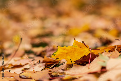 Fall concept. Closeup of yellow autumn leaves covers the ground.selective focus.