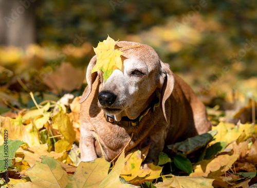 Funny dachshund with a white face on the background of fallen yellow leaves