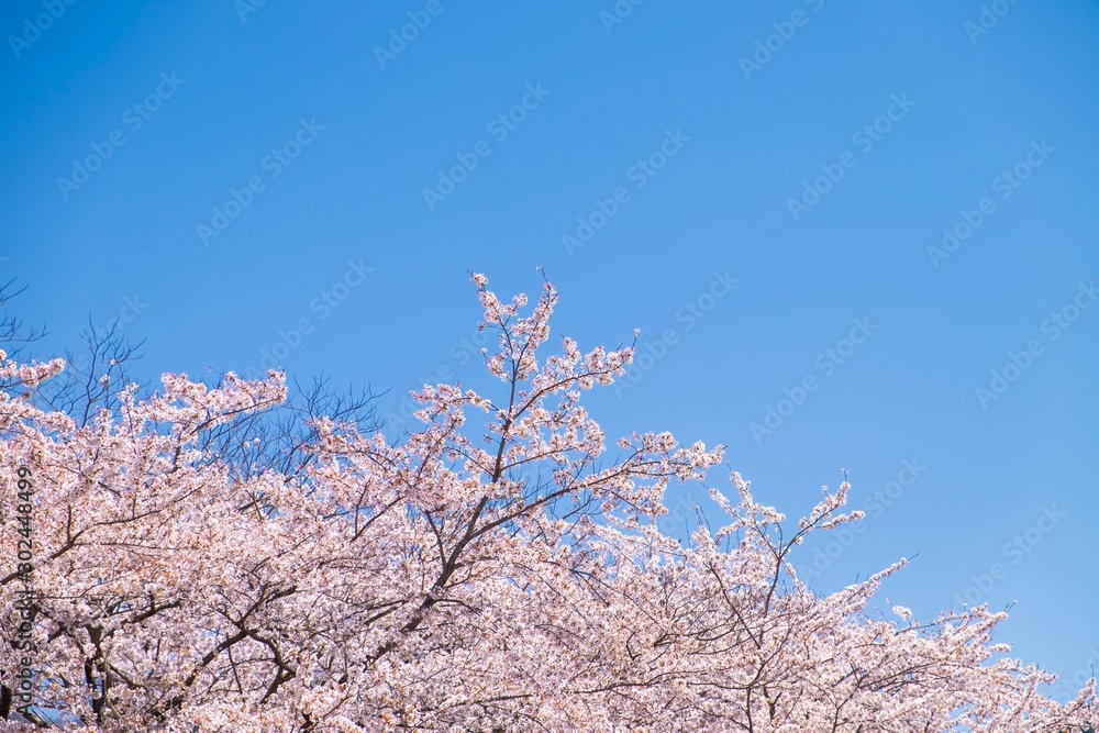 Background of cherry blossom tree under blue sky Background of cherry blossom tree under blue sky