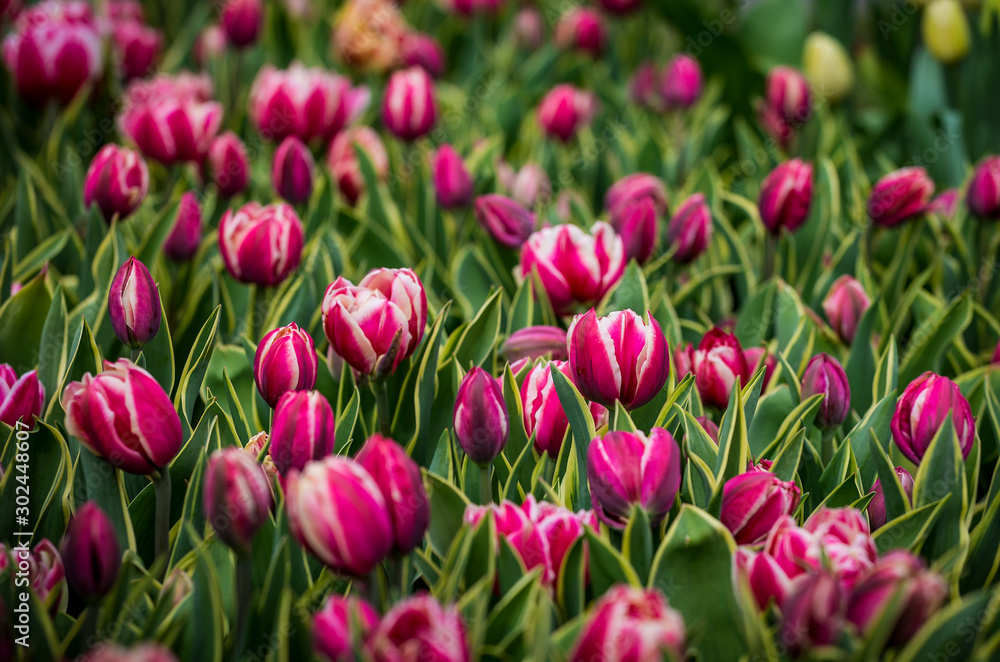 Beautiful bright colorful purple pink white blooming tulips on a large flowerbed in the city garden or flower farm field in springtime. Spring easter flower background.