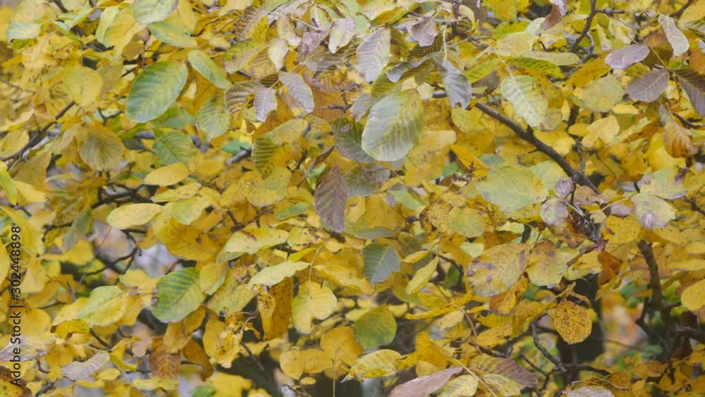 Trees with yellowed leaves in the autumn park Trees with yellowed leaves in the autumn park