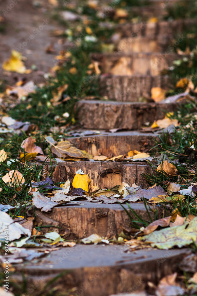 round wooden steps made of solid wood under autumn leaves