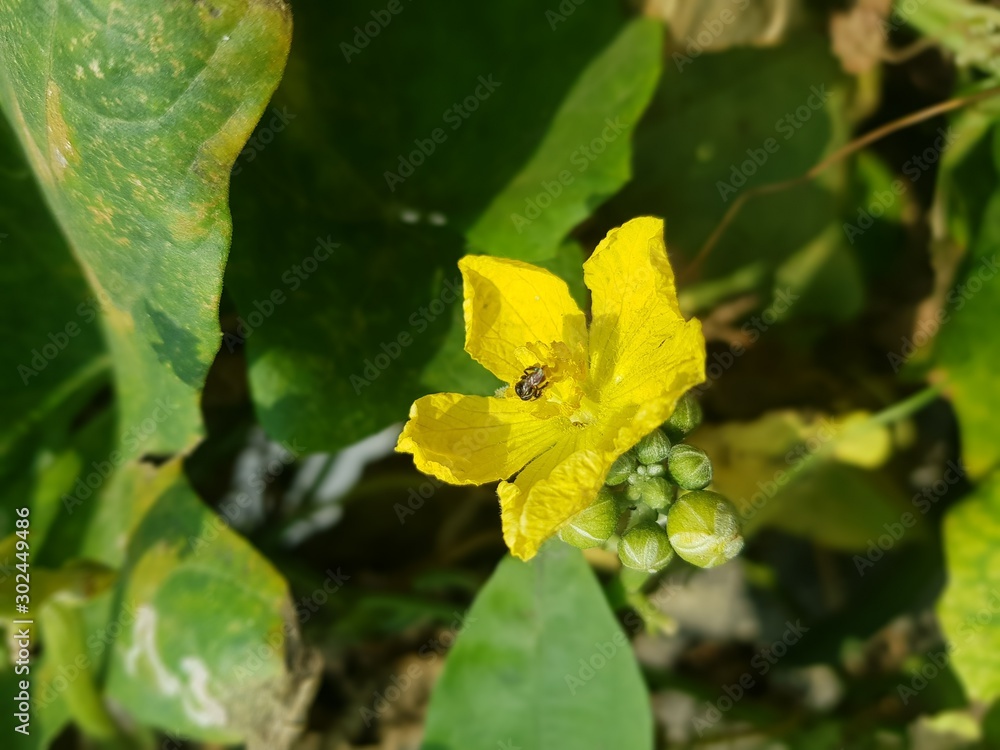 yellow butterfly on a flower yellow butterfly on a flower