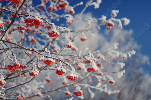Winter white frozen trees with rowan berry close up taiga in snow