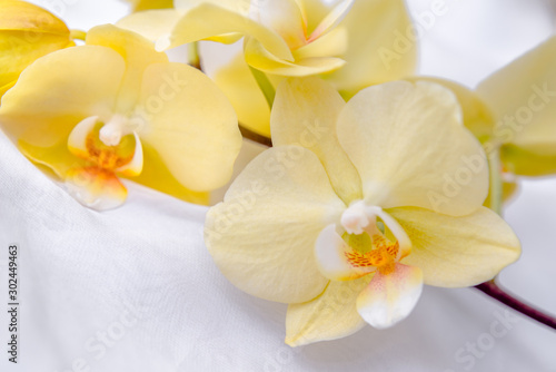  The branch of yellow orchids on white fabric background