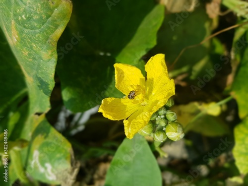 yellow butterfly on a flower