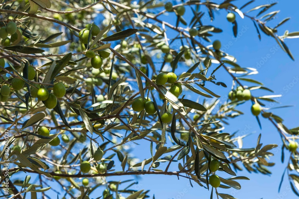 Green Olives Tree.Farmer is harvesting and picking olives on olive farm. Gardener in Olive garden harvest