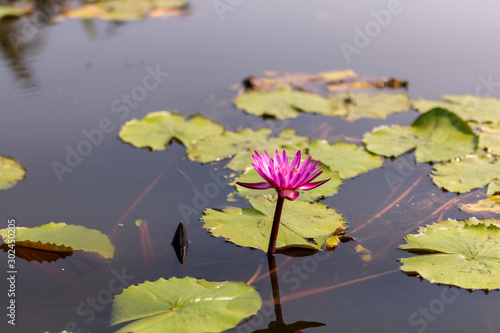 Pink white water lily flowers and leaves in a pond. Lotus flower in pond. Blossom pink lotus flowers in pond in sunrise.