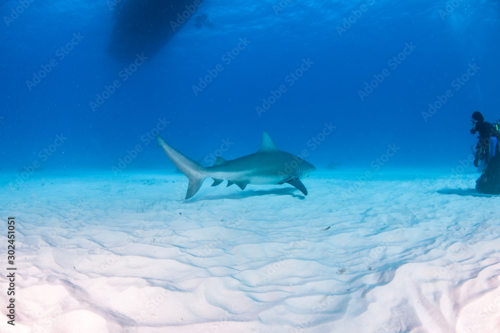 Fototapeta premium Bull shark at the Bahamas